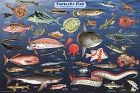 Laminated Fantastic Fish Educational Science Chart Poster