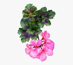 Download tube fiori png png image for free. Flower Pink Geranium Plant Cut Out Isolated Geranio Fiori Png Transparent Png Kindpng
