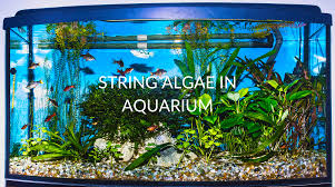 remove string algae in aquarium