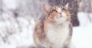 Your cat might also avoid moving around as much if she has cat flu, as it can cause muscle and joint pain. How Cold Is Too Cold For Cats