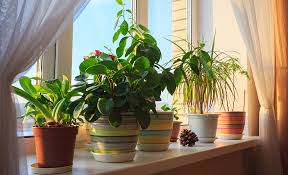 5 Easy Indoor Plants You Can T Kill