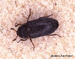carpet beetles plant pest diagnostics