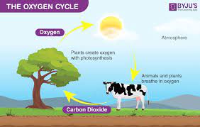 oxygen cycle process uses ion
