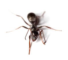 diffe types of ants commonly found