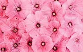 pink flower background 53 pictures