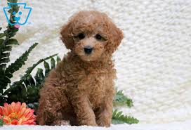 barney toy poodle puppy