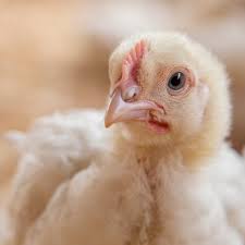 Other strains of bird flu have been known to spread to humans but these are the first cases for this particular strain. Highly Pathogenic Bird Flu Strains Identified At Dutch Poultry Farm