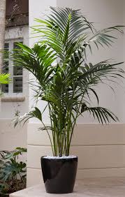 elegant palms for every setting costa