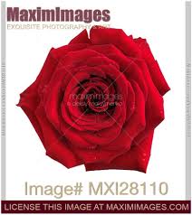 photo of big red rose flower isolated