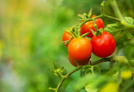 fruit bearing plants to add to your garden