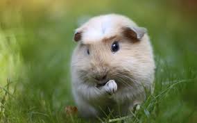 guinea pigs wallpapers wallpaper cave