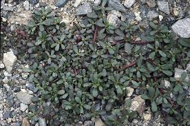 Portulaca oleracea in Flora of China @ efloras.org