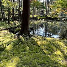 creating a moss garden here are 10