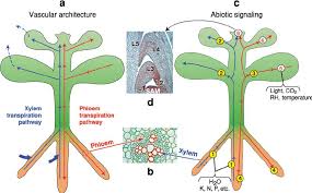 the plant vascular system functions as