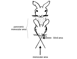 Anatomy And Physiology Of Animals The Senses Wikibooks