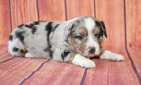 Find australian shepherd ads in our dogs & puppies category. Miniature Australian Shepherd Puppy For Sale Adoption Rescue For Sale In Hillsboro Ohio Classified Americanlisted Com