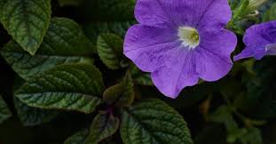 Are Petunias Poisonous To Dogs Or Cats