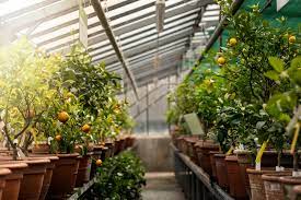 crops to grow in your greenhouse