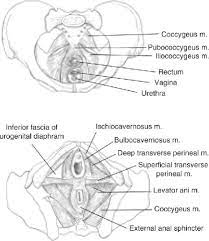 urinary incontinence pelvic floor