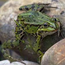 Are Frogs Good For The Garden Pros