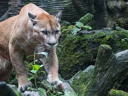 But others are kept as pets in backyards, and usually aren't registered with authorities — making those lobbying for more regulations in texas and across the us ultimately want a federal ban on the breeding and new ownership of dangerous animals. Encounters Between Humans And Mountain Lions Are On The Rise And Experts Tell Us Why Abc News