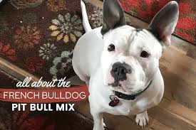 The french bulldog, or frenchie, is a small, domestic dog breed. French Bulldog Pitbull Mix The Complete Breed Guide Canine Bible