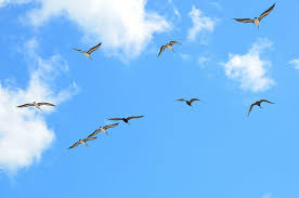 flock of flying birds seagulls avian