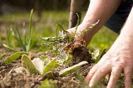 How To Eliminate Garden Weeds Forever