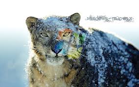 snow leopard wallpaper 72 images