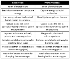 Comparing Contrasting Cellular Respiration