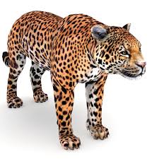 jaguar free 3d models free3d
