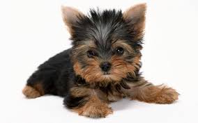 innocent yorkshire terrier