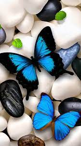 Blue butterfly wallpaper, Butterfly ...