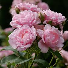 Reminiscent Pink Rose Rosa X