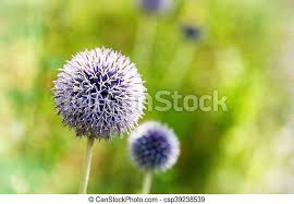 This plant is an edible bulb, and it is used as a medicinal and. Blue Allium Flowers In Sunlight Canstock
