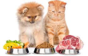 Alimentazione cani e gatti: dieci falsi miti da sfatare