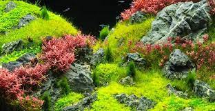 these 10 aquarium carpet plants will