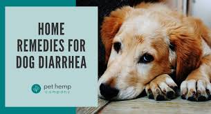 8 simple home remes for dog diarrhea
