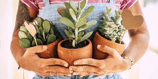 terracotta plant pots
