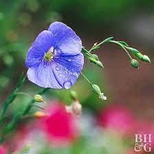 How To Plant And Grow Flax