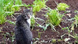 5 ways to keep cats out of your garden