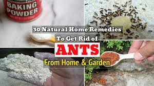30 natural home remes to get rid of
