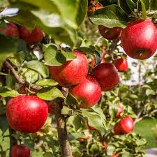 How To Grow Apple Trees In Australia