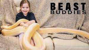 bestie is a 15ft python beast buds