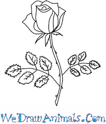how to draw a rose flower