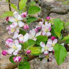 This blog is all about to the famous flowers and planets.you can see latest flowers pictures wallpapers. Pink Lady Apple Tree Naturehills Com