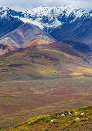 Mankind has yet to come up with a more comfortable or. Denali National Park Tour Vacations Experience A Wild Frontier