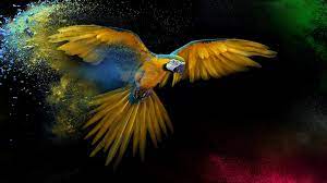 macaw wallpaper 4k wings feathers