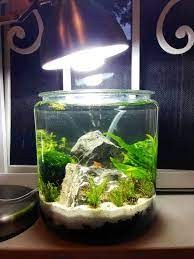 Low Tech 1 Gallon Shrimp Jar | Best fish for aquaponics, Shrimp tank, Fish  plants gambar png