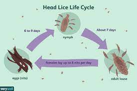 head lice coping and support